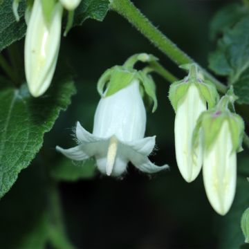 Campanula ochroleuca - Klokje