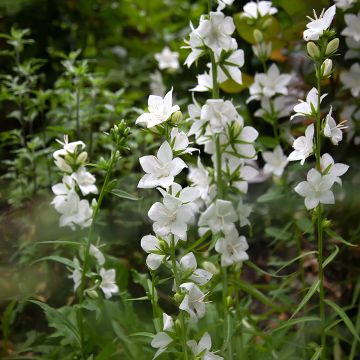 Campanula persicifolia var. planiflora f. alba - Perzikbladklokje wit