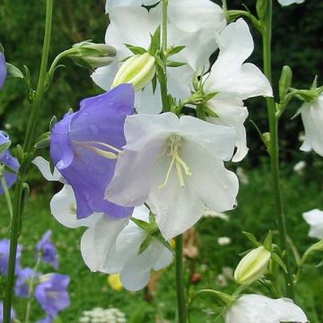 Campanula persicifolia Alba - Prachtklokje