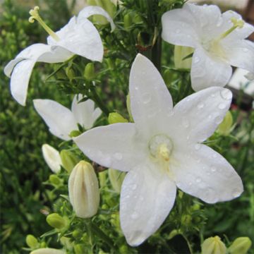 Campanula pyramidalis Alba - Piramideklokje