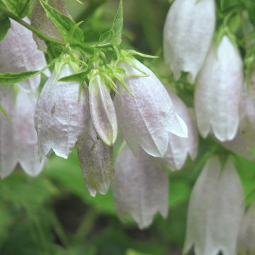 Campanula takesimana Alba - Koreaans klokje