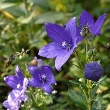 Campanula waldsteiniana - Klokje