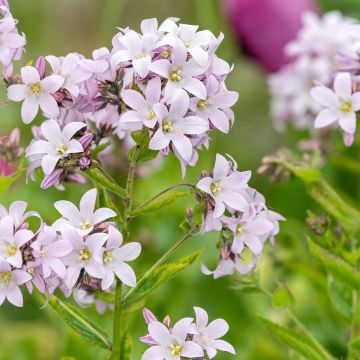 Campanula lactiflora Loddon Anna - Klokje
