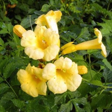 Campsis radicans Yellow Trumpet - Trompetklimmer