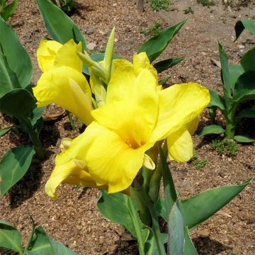 Canna Felix Ragout - Indisch bloemriet