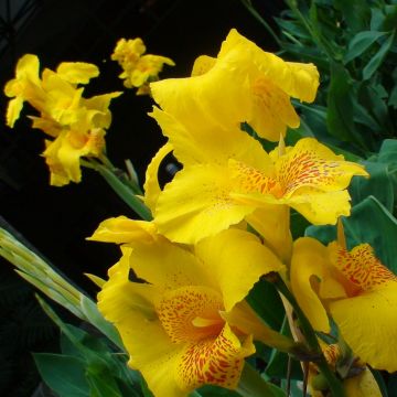 Canna Yellow Humbert - Indisch bloemriet geel