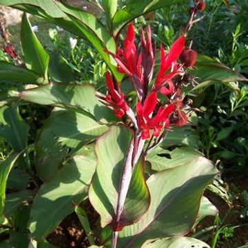 Canna edulis - Indisch bloemriet