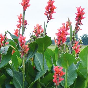 Canna Eden - Indisch bloemriet