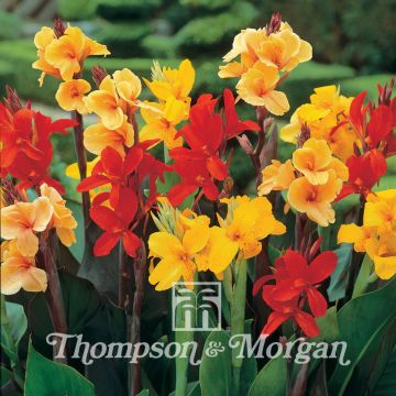 Canna indica T&M Hybrids (zaad) - Indisch bloemriet