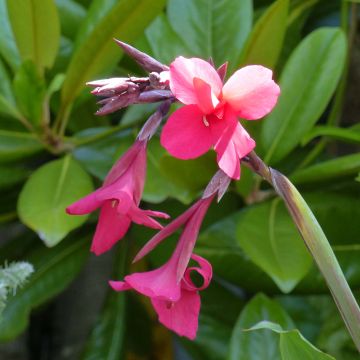 Canna iridiflora - Bloemriet