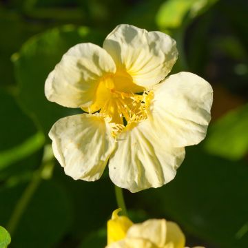 Oost-Indische kers Moonlight (zaad) - Tropaeolum lobbianum