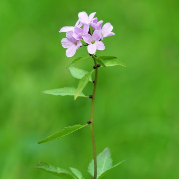 Cardamine bulbifera - Bolletjeskers
