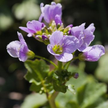Cardamine raphanifolia - Veldkers