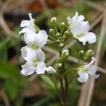 Cardamine trifolia - Veldkers