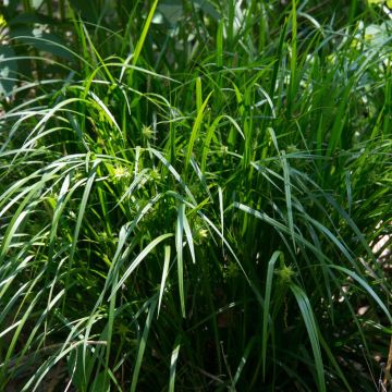 Carex grayi - Morgensterzegge