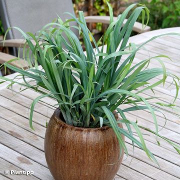 Carex Bunny Blue - Zegge