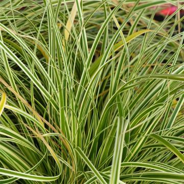 Carex oshimensis Evercream - Japanse zegge