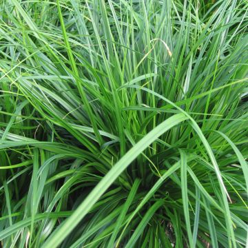 Carex oshimensis Evergreen - Japanse zegge