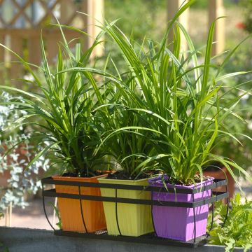 Carex pendula Fresh Look - Hangende zegge