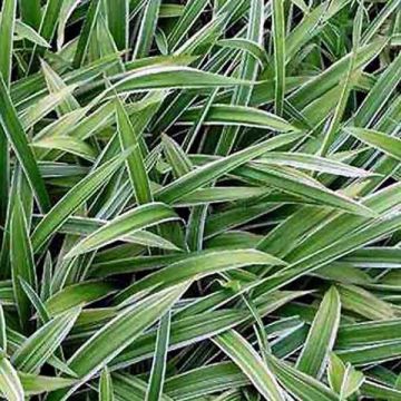 Carex siderosticha Variegata - Breedbladzegge