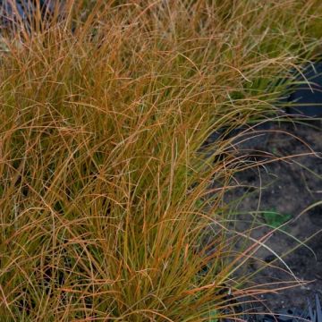 Carex testacea Prairie Fire - Oranjezegge