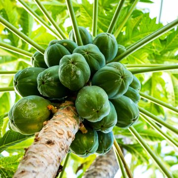 Papaja - Carica papaya
