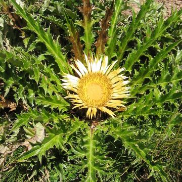 Carlina acanthifolia - Driedistel