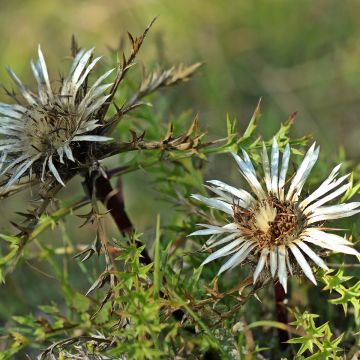Carlina acaulis ssp. simplex - Zilverdistel