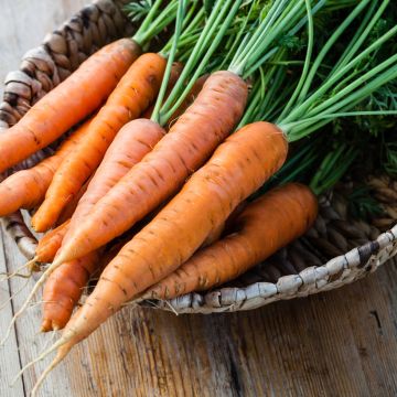 Wortel Eskimo F1