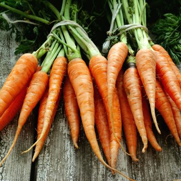 Wortel Juwarot (Flakkee-type) (zaad - gepilleerd)