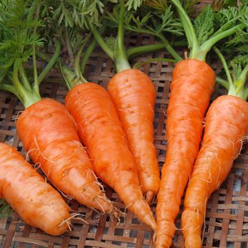 Wortel Jupiter (Flakkee type)