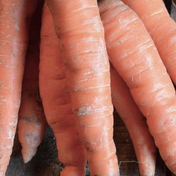 Wortel Nantaise 2 ras Tip Top BIO