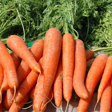 Wortel Nantes 2 Topfix