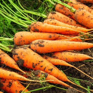 Wortel Senior F1 Wortel Senior F1