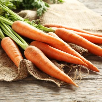 Wortel Suprême - Vilmorin