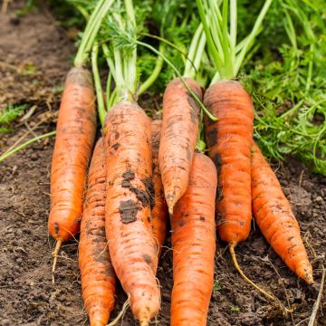 Wortel Sweet Candle F1