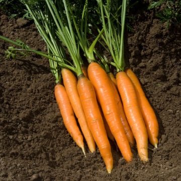 Wortel Touchon + monster van wortel Boléro - Vilmorin