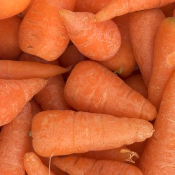 Wortel Chantenay met rode kern BIO