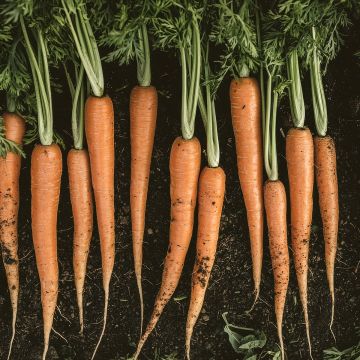 Wortel Reuzen van Tilques