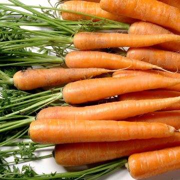 Wortel Berlikum 2 BIO Wortel Berlikum 2 BIO