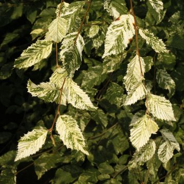 Carpinus betulus Foliis Argenteovariegatis Pendula - Haagbeuk
