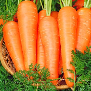 Wortel Nantes 2 BIO (zaailint)