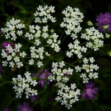 Carum carvi - Karwij