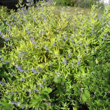 Caryopteris clandonensis Worcester Gold - Blauwbaard
