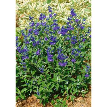 Caryopteris clandonensis First Choice - Blauwe spirea