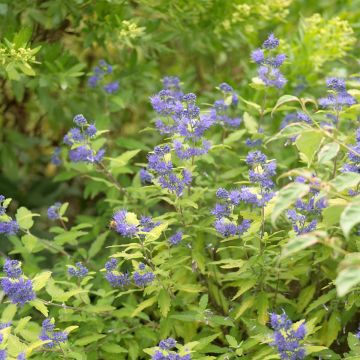 Caryopteris clandonensis Good as Gold - Blauwe spirea