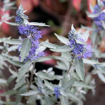 Caryopteris clandonensis Sterling Silver - Blauwe spirea