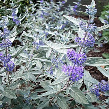 Caryopteris clandonensis Sterling Silver - Blauwe spirea
