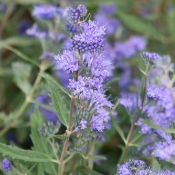Caryopteris clandonensis Grand Bleu - Blauwe spirea