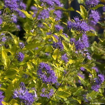 Caryopteris incana Sunny Blue - Blauwbaard